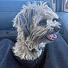 dog, pet, animal, car_interior, window, fur, tongue_out, happy, close_up, seat, person_legs, casual, daylight, blue_sky, curly_fur, snout, ears, tongue, companion, cozy