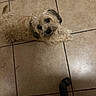 alert, animal, black_nose, brown_fur, chair_wheel, companion, curly_fur, cute, dark_eyes, dog, domestic, floor_tiles, friendly, fur_texture, indoor, looking_up, paw, pet, small_dog, tile_floor