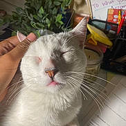 Kitty is registered to the contest to win money with this photo: cat, white_cat, pet, hand, indoor, plant, desk, papers, stationery, pen, candle, motivational_poster, relaxed, whiskers, closed_eyes, feline, calm, fur, domestic_animal, closeup