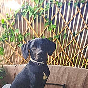 Marley a rejoint le concours — aidez-le/la à gagner de superbes lots ! animal, background, black_dog, candid, canine, collar, dog, domestic_animal, fence, fur, greenery, leafy, nature, outdoor, pet, plants, sitting, sunlight, table, wooden_lattice