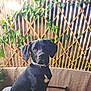 animal, background, black_dog, candid, canine, collar, dog, domestic_animal, fence, fur, greenery, leafy, nature, outdoor, pet, plants, sitting, sunlight, table, wooden_lattice