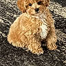 adorable, animal, brown_fur, carpet, companion, curly_fur, cute, dog, domestic_animal, floor, fur, indoor, looking, pet, portrait, puppy, sitting, small_dog, white_chest, young_dog