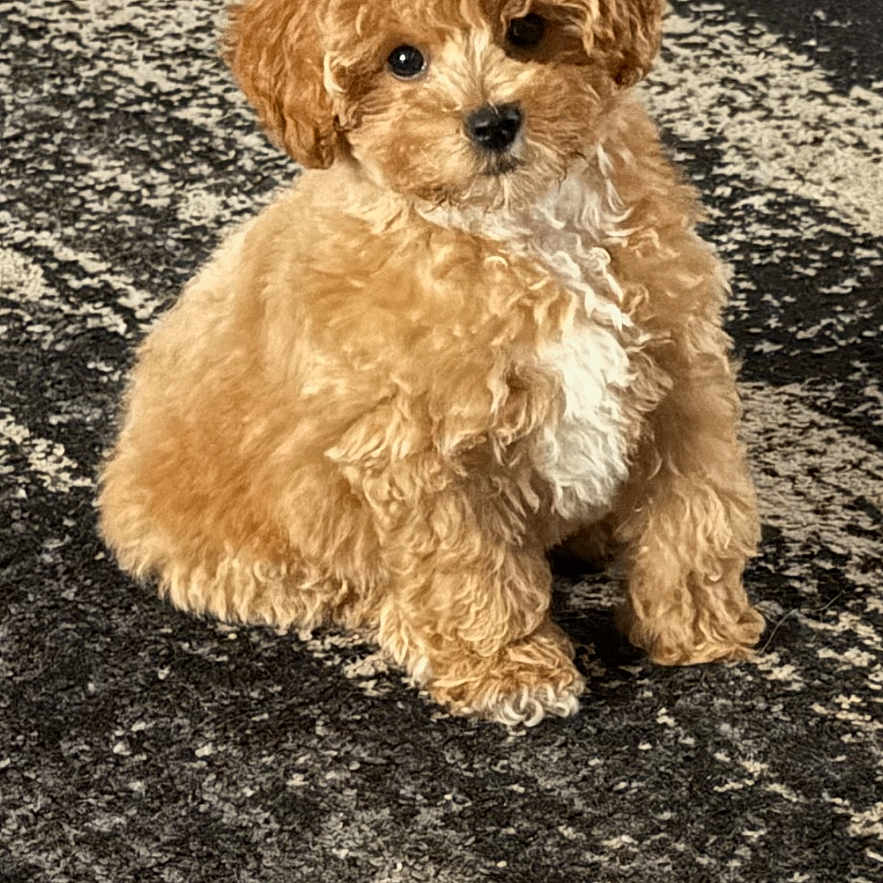Rumi is registered to the contest to win money with this photo: adorable, animal, brown_fur, carpet, companion, curly_fur, cute, dog, domestic_animal, floor, fur, indoor, looking, pet, portrait, puppy, sitting, small_dog, white_chest, young_dog