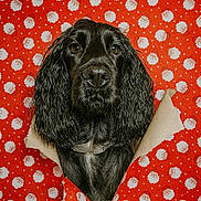 Volt a rejoint le concours — aidez-le/la à gagner de superbes lots ! animal, background, black_dog, canine, celebration, christmas, curious, cute, dog, face, festive, fur, holiday, pattern, pet, portrait, red, santa_claus, tear, wrapping_paper