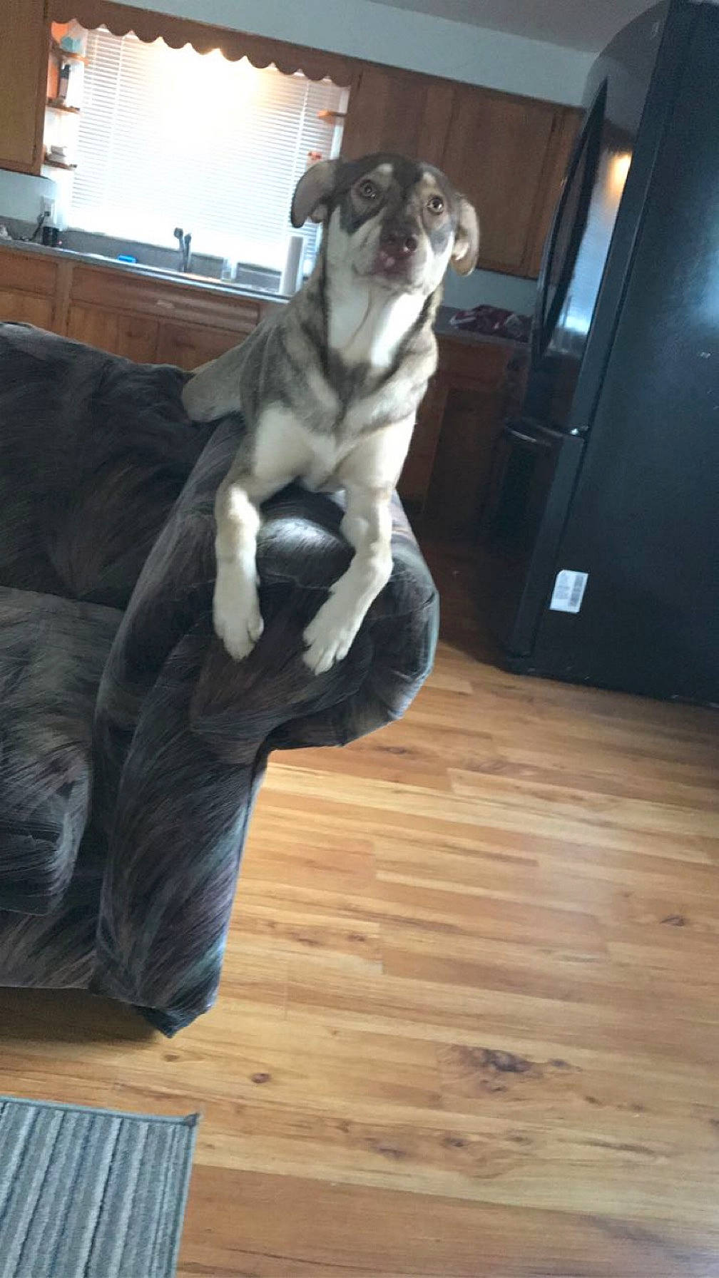 Heidi joined the competition — help win amazing prizes! carnivore, comfort, companion_dog, dog, dog_breed, fawn, felidae, floor, flooring, hardwood, laminate_flooring, paw, plank, small_to_medium_sized_cats, tail, varnish, whiskers, wood, wood_flooring, wood_stain