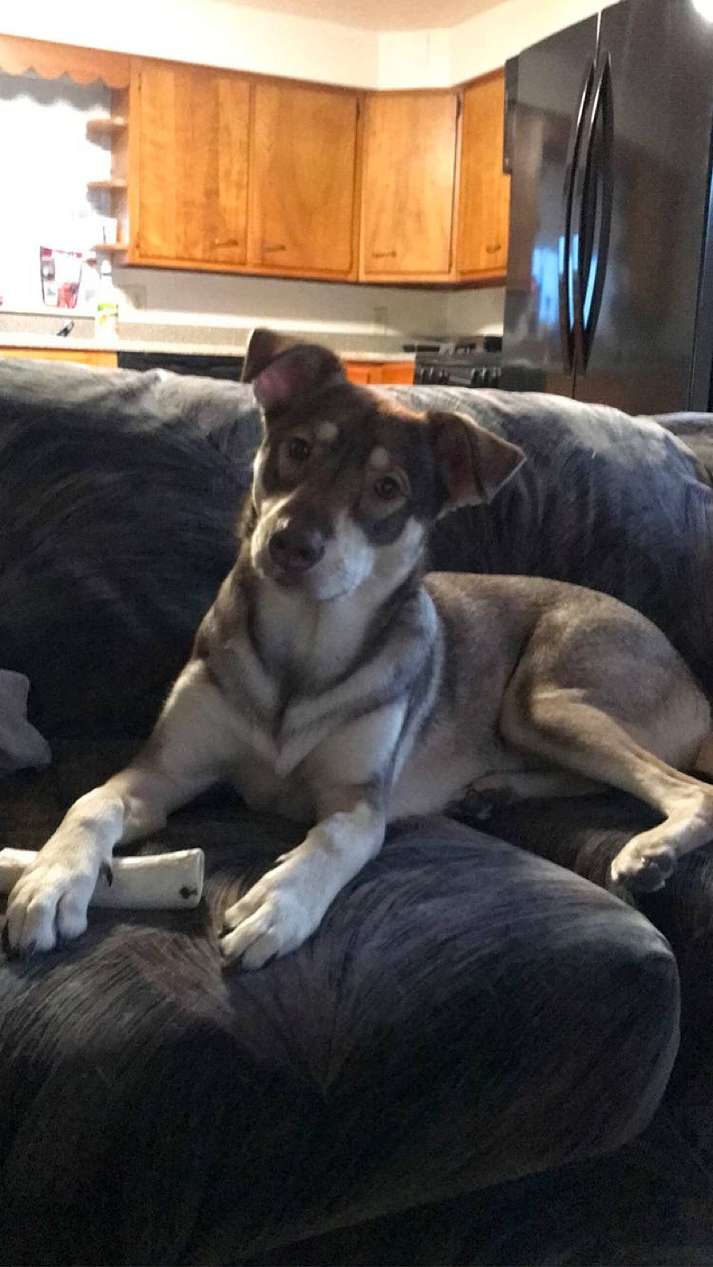 Heidi is registered to the contest to win money with this photo: cabinetry, carnivore, chair, comfort, companion_dog, couch, dog, dog_breed, fawn, flooring, fur, furniture, hardwood, living_room, room, snout, sporting_group, whiskers, working_animal, working_dog