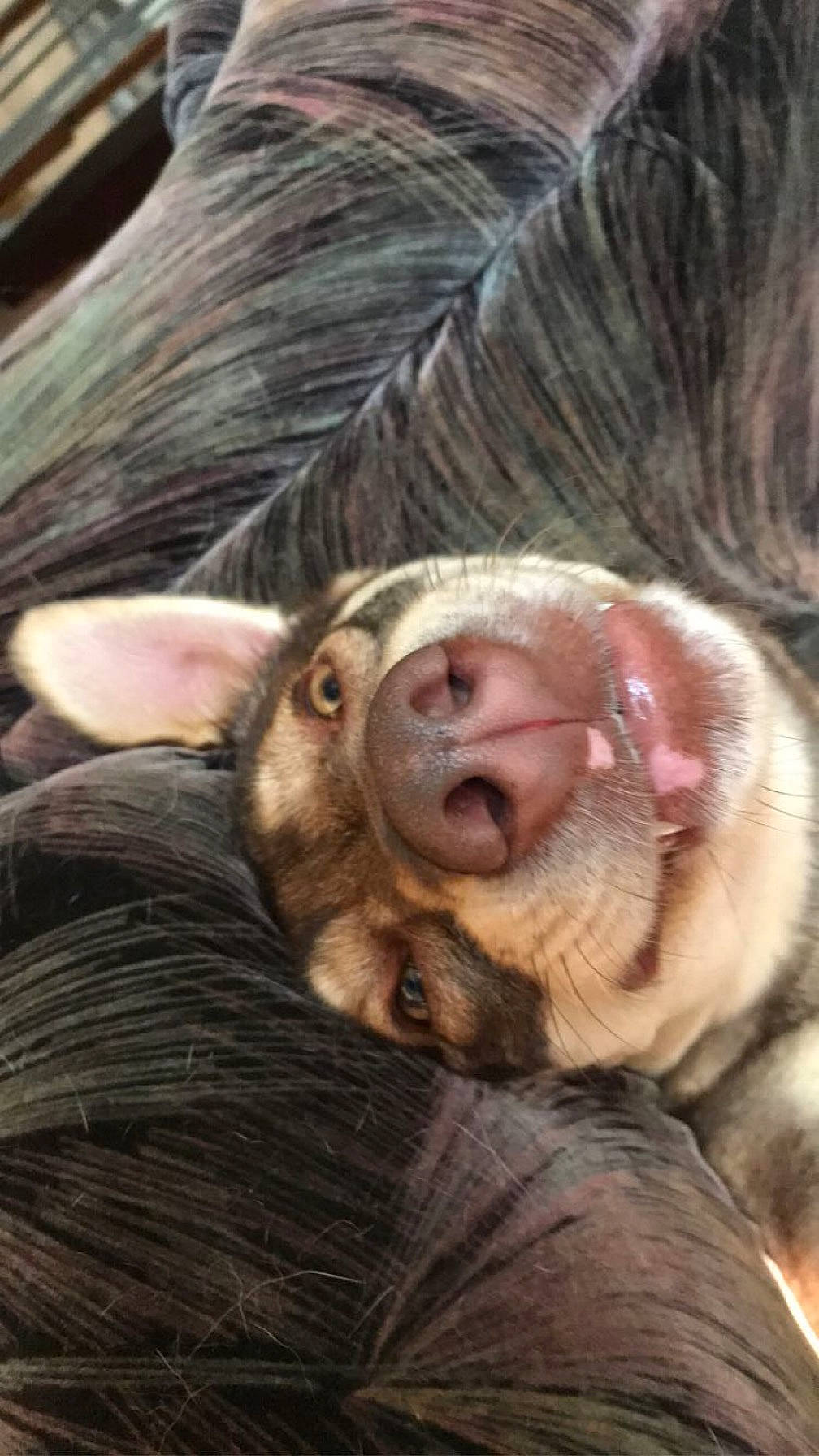 Heidi is registered to the contest to win money with this photo: canidae, close_up, companion_dog, dog_breed, ear, eyelash, fawn, fur, liver, livestock, mammal, natural_material, snout, sporting_group, terrestrial_animal, whiskers, wildlife, wood, working_animal, wrinkle