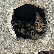 Armie joined the competition — help win amazing prizes! cat, tabby, pet, animal, indoor, feline, cozy, resting, carpeted, cat_house, fur, whiskers, ears, eyes, tail, home, relaxed, cute, shelter, comfort