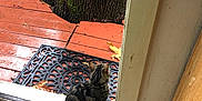 Armie is registered to the contest to win money with this photo: cat, tabby, doorway, tree, moss, red_deck, mat, wet_surface, outdoor, indoor, floor, wood, pet, animal, curled_up, quiet, nature, leaves, rustic, relaxing