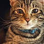Armie is registered to the contest to win money with this photo: cat, tabby_cat, close_up, pet, collar, whiskers, animal, feline, face, ears, eyes, fur, striped, domestic_cat, looking, indoor, cute, portrait, curious, young_cat