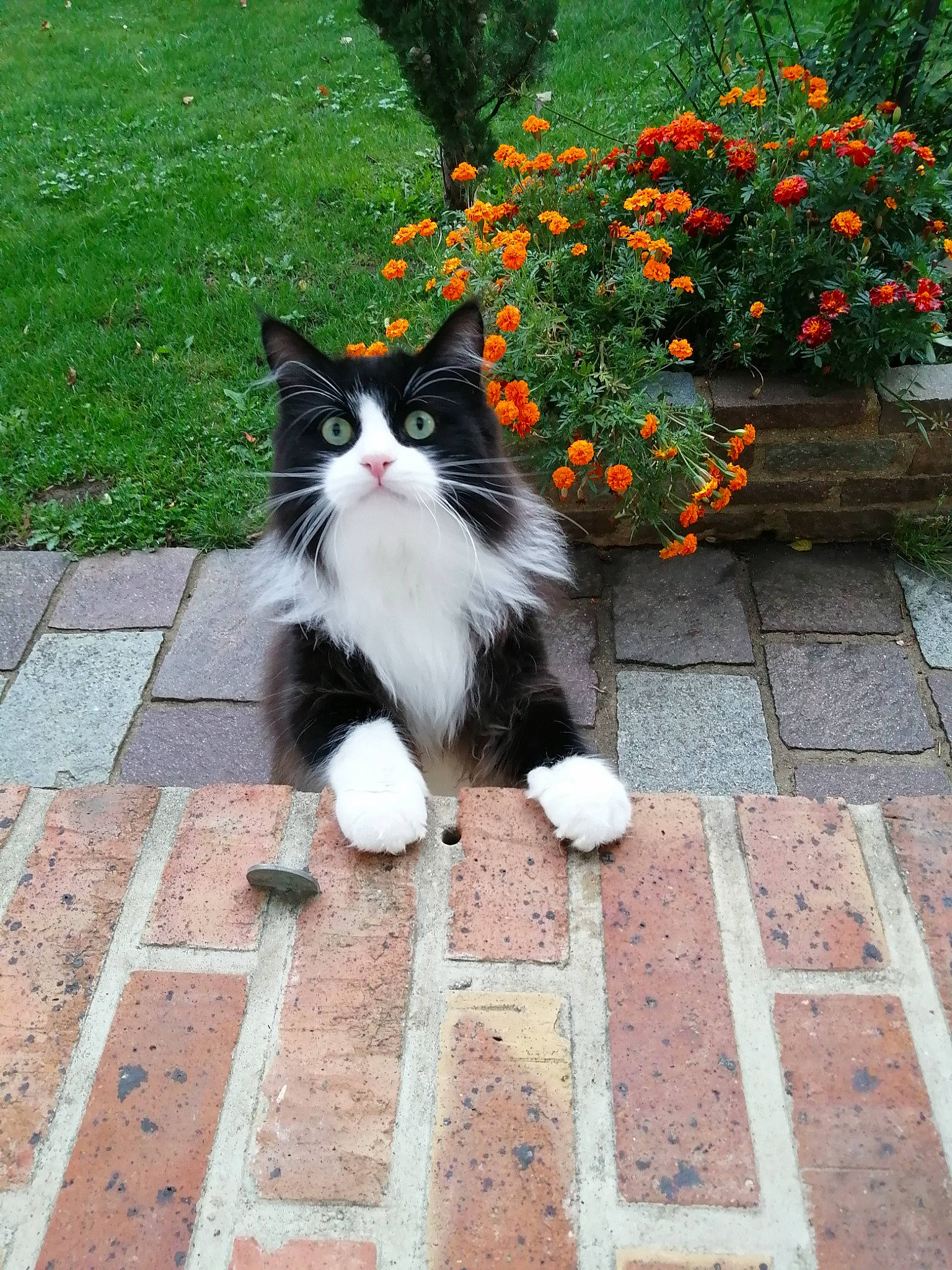 Akito participe au concours pour gagner de l'argent avec cette photo : asphalt, carnivore, cat, felidae, flooring, flower, flowerpot, fur, grass, leaf, plant, road_surface, sidewalk, small_to_medium_sized_cats, snout, street, tail, tints_and_shades, tree, whiskers