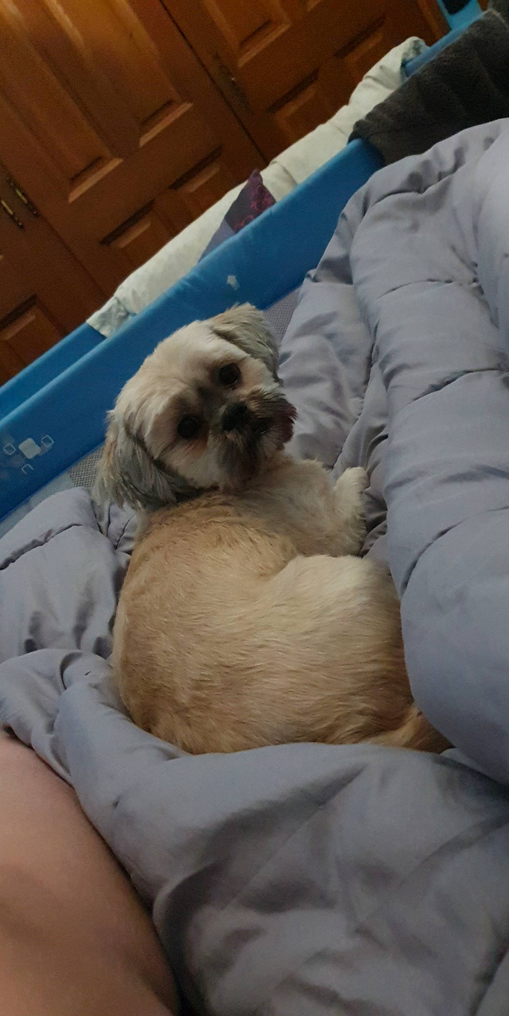 Friskette a rejoint le concours — aidez-le/la à gagner de superbes lots ! border_terrier, canidae, carnivore, companion_dog, dog, dog_breed, fawn, fur, lhasa_apso, mammal, nap, non_sporting_group, pug, puppy, puppy_love, schnoodle, shih_tzu, sporting_group, tibetan_spaniel, toy_dog