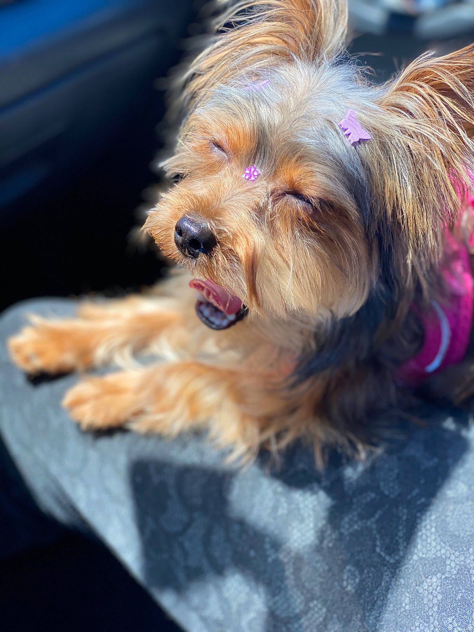 Leslie joined the competition — help win amazing prizes! australian_silky_terrier, australian_terrier, biewer_terrier, cairn_terrier, canidae, carnivore, companion_dog, dog, dog_breed, glen_of_imaal_terrier, mammal, puppy, rare_breed_dog, small_terrier, snout, terrier, toy_dog, vertebrate, yorkipoo, yorkshire_terrier
