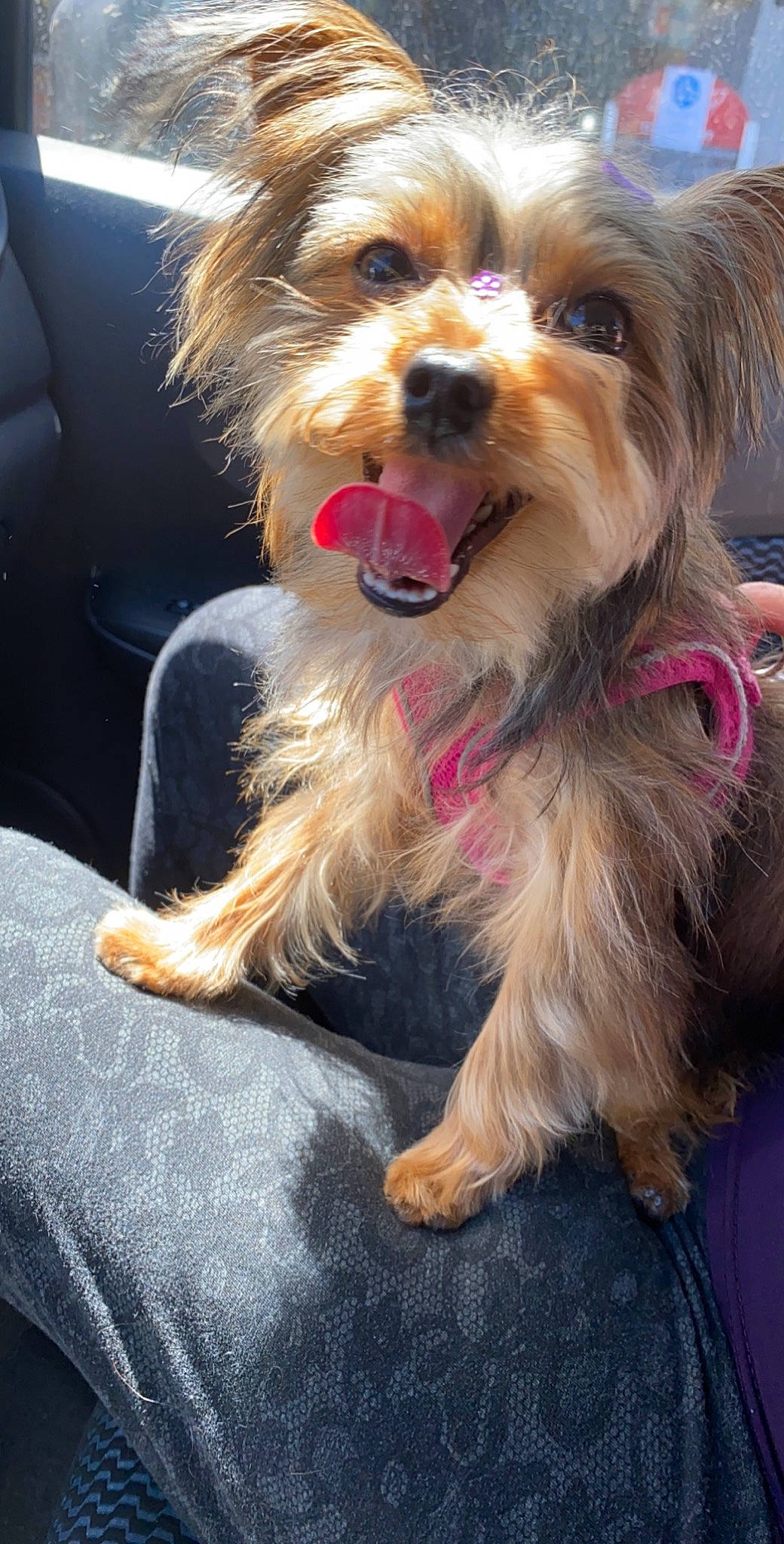 Leslie joined the competition — help win amazing prizes! australian_silky_terrier, biewer_terrier, canidae, carnivore, chinese_imperial_dog, companion_dog, dog, dog_breed, maltepoo, mammal, morkie, puppy, schnoodle, small_terrier, snout, terrier, toy_dog, vertebrate, yorkipoo, yorkshire_terrier