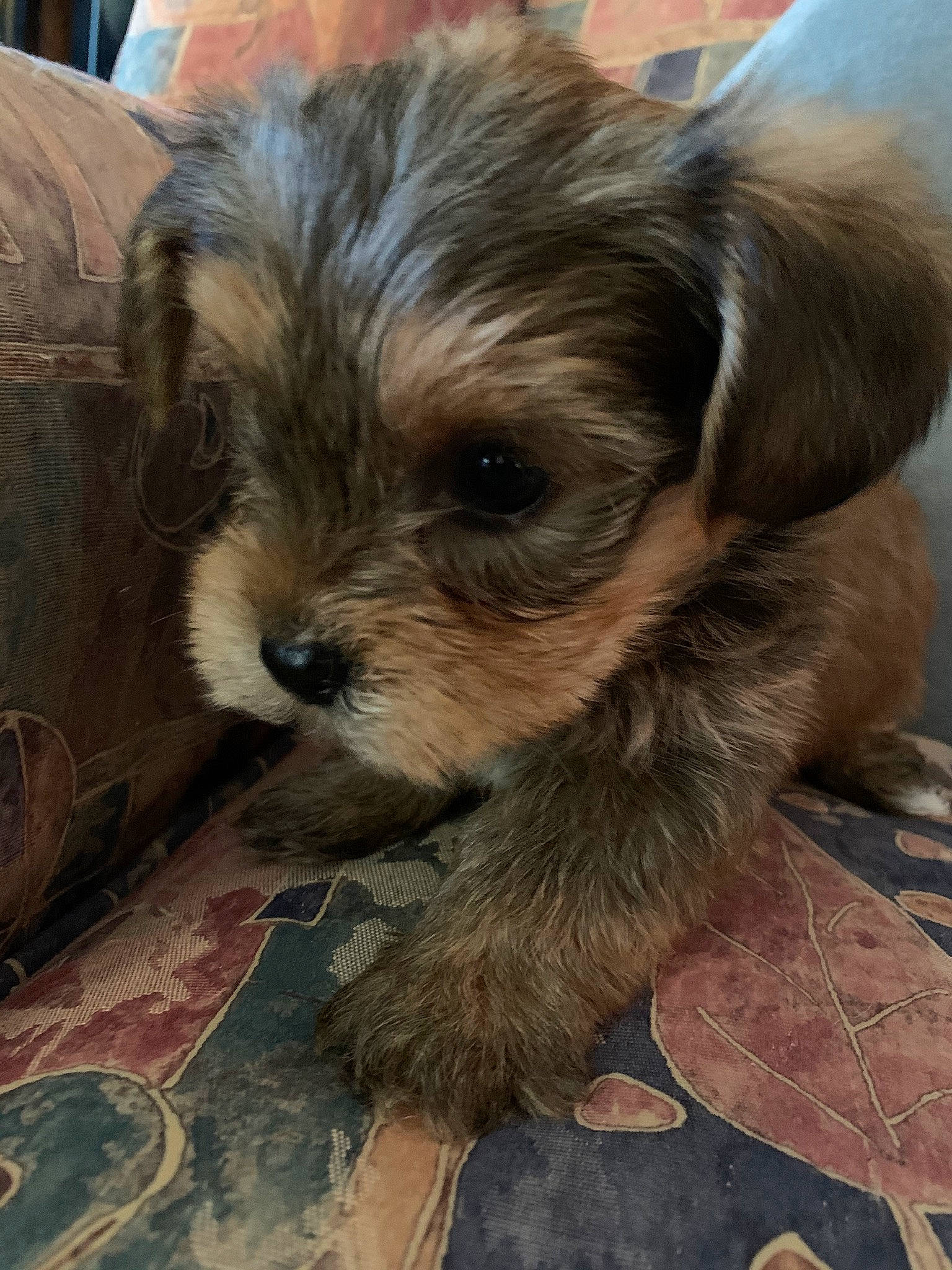 Leslie joined the competition — help win amazing prizes! bolonka, canidae, carnivore, chinese_imperial_dog, companion_dog, dog, dog_breed, lhasa_apso, maltepoo, mammal, morkie, puppy, schnoodle, shih_poo, shih_tzu, snout, sporting_lucas_terrier, vertebrate, yorkipoo, yorkshire_terrier