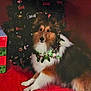 animal, celebration, christmas, christmas_tree, cute, decorations, dog, festive, fluffy, fur, gift_box, holiday, holiday_season, indoors, pet, portrait, red, sheltie, sitting, wreath