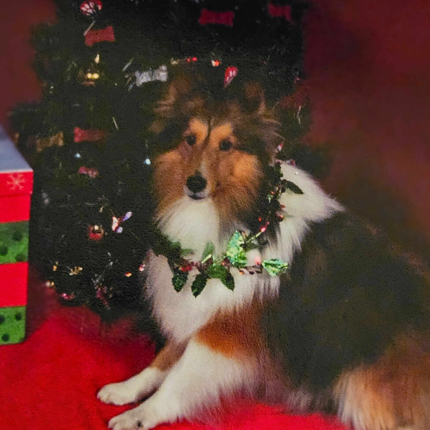 Parker is registered to the contest to win money with this photo: animal, celebration, christmas, christmas_tree, cute, decorations, dog, festive, fluffy, fur, gift_box, holiday, holiday_season, indoors, pet, portrait, red, sheltie, sitting, wreath