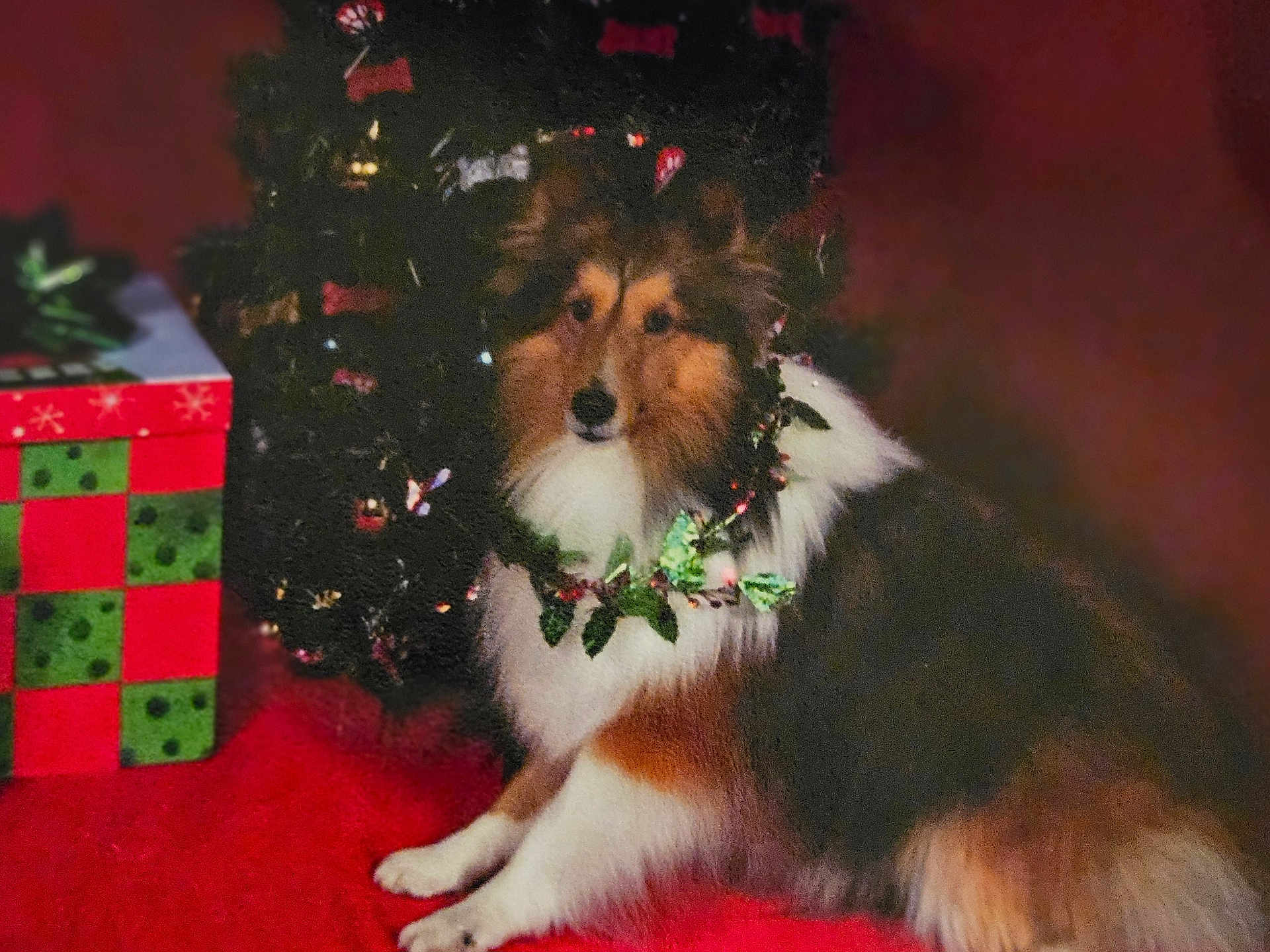 Parker is registered to the contest to win money with this photo: dog, sheltie, pet, animal, christmas, holiday, wreath, gift_box, red, decorations, fur, sitting, indoors, festive, cute, fluffy, portrait, christmas_tree, celebration, holiday_season