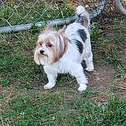 Asher is registered to the contest to win money with this photo: dog, small_dog, fluffy, white_fur, brown_fur, outdoor, grass, chain_link_fence, pet, animal, yard, curious, standing, nature, daylight, canine, fur, ears, tail, ground