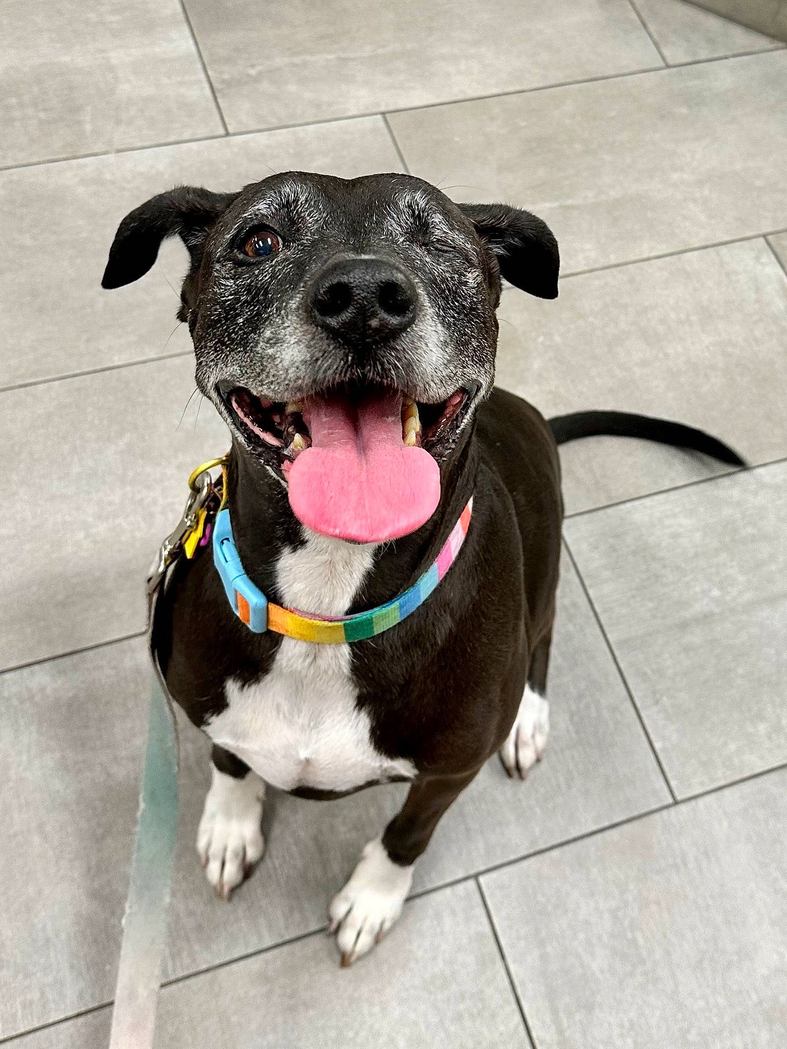 Sadie is registered to the contest to win money with this photo: borador, carnivore, collar, companion_dog, dog, dog_breed, dog_collar, dog_supply, eye, fashion_accessory, fawn, fur, leash, personal_protective_equipment, pet_supply, snout, sporting_group, tile_flooring, whiskers, working_animal