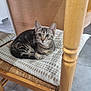 cat, kitten, tabby, indoor, chair, cushion, wood, furniture, pet, animal, cute, small, resting, floor, domestic, curious, eyes, ears, fur, cozy