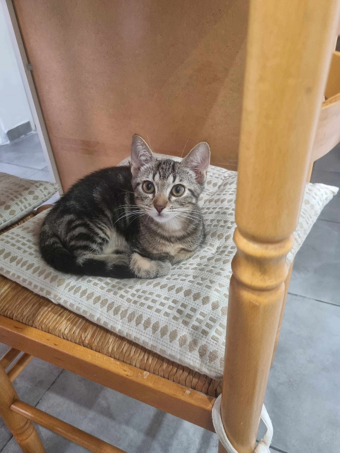 Bijou a rejoint le concours — aidez-le/la à gagner de superbes lots ! cat, kitten, tabby, indoor, chair, cushion, wood, furniture, pet, animal, cute, small, resting, floor, domestic, curious, eyes, ears, fur, cozy