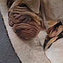 Flo is registered to the contest to win money with this photo: dog, sleeping, bed, cozy, wrinkles, close_up, pet, animal, brown, fur, ears, resting, indoors, cute, relaxed, soft, texture, folds, companion, domestic