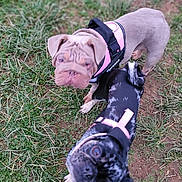 Flo is registered to the contest to win money with this photo: dog, puppy, outdoor, grass, harness, pet, animal, canine, brown_dog, black_dog, friendly, playful, cute, closeup, looking_up, two_dogs, ground, nature, young_dog, companion