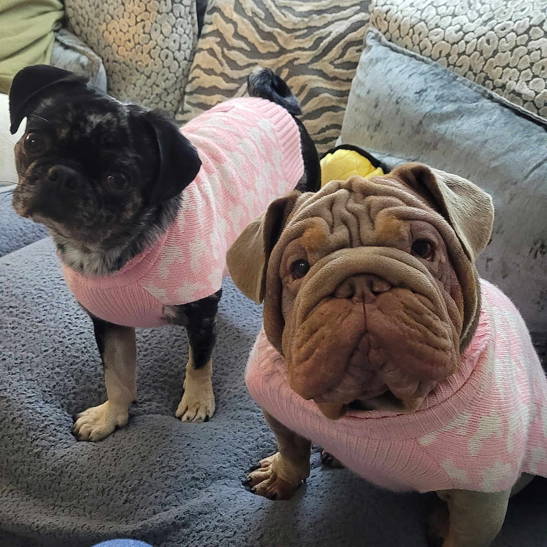 Flo is registered to the contest to win money with this photo: animal, companion, couch, cozy, cute, dog, domestic_animal, fur, furniture, indoor, looking_at_camera, pattern, pet, pillow, pink, resting, sweater, textile, two_dogs, wrinkles