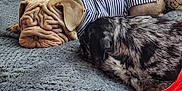Flo is registered to the contest to win money with this photo: dog, sleeping, couch, blanket, pet_clothing, striped_shirt, red_shirt, resting, paw, fur, cozy, indoor, friendship, two_dogs, texture, home, relaxation, animal, nap, cute