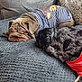 dog, sleeping, couch, blanket, pet_clothing, striped_shirt, red_shirt, resting, paw, fur, cozy, indoor, friendship, two_dogs, texture, home, relaxation, animal, nap, cute