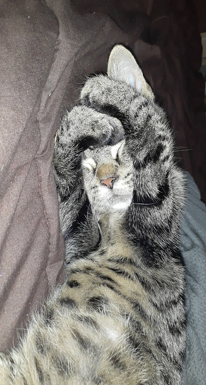 Stripes is registered to the contest to win money with this photo: american_shorthair, american_wirehair, asian, carnivore, cat, claw, domestic_short_haired_cat, dragon_li, egyptian_mau, european_shorthair, felidae, fur, kitten, paw, rusty_spotted_cat, small_to_medium_sized_cats, snout, tabby_cat, whiskers, wild_cat