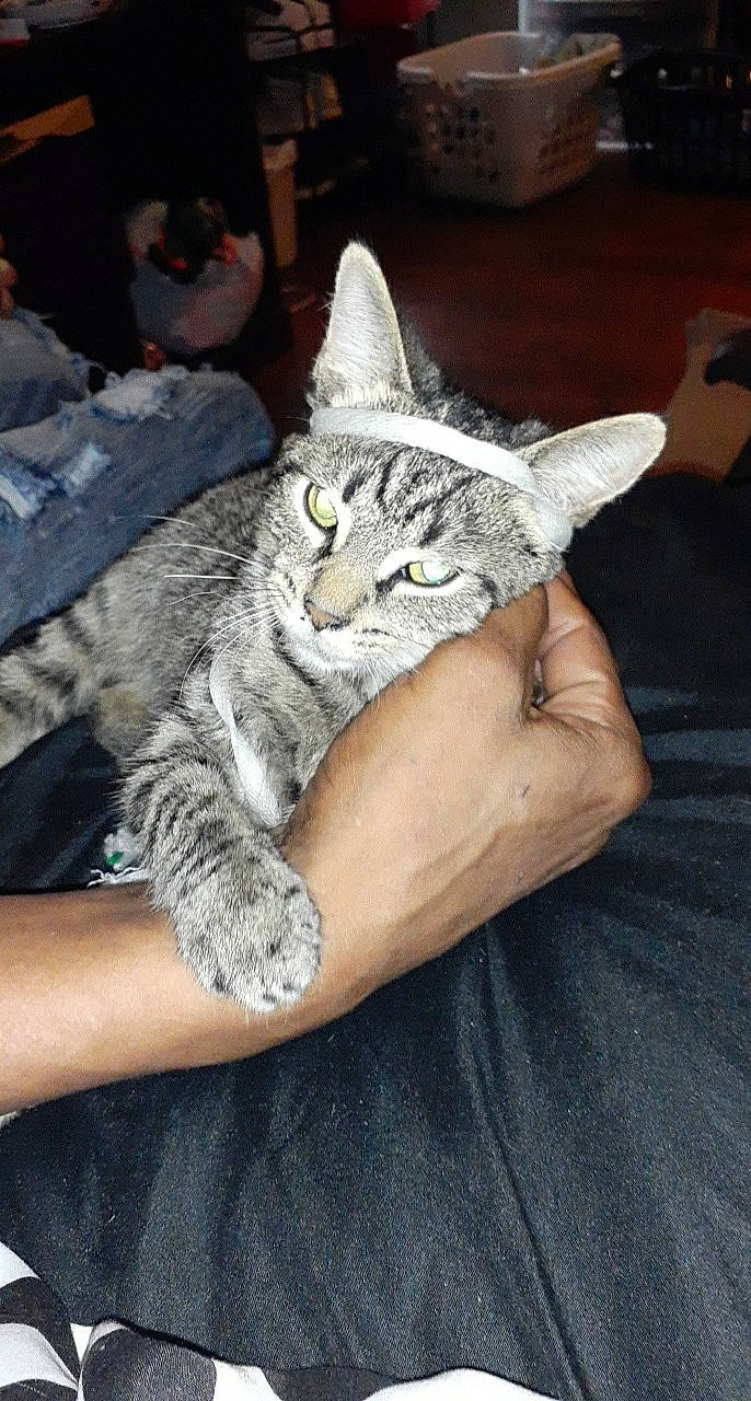 Stripes is registered to the contest to win money with this photo: american_shorthair, arm, asian, california_spangled, carnivore, cat, chausie, domestic_short_haired_cat, dragon_li, egyptian_mau, european_shorthair, felidae, german_rex, hand, kitten, mammal, pixie_bob, small_to_medium_sized_cats, tabby_cat, whiskers