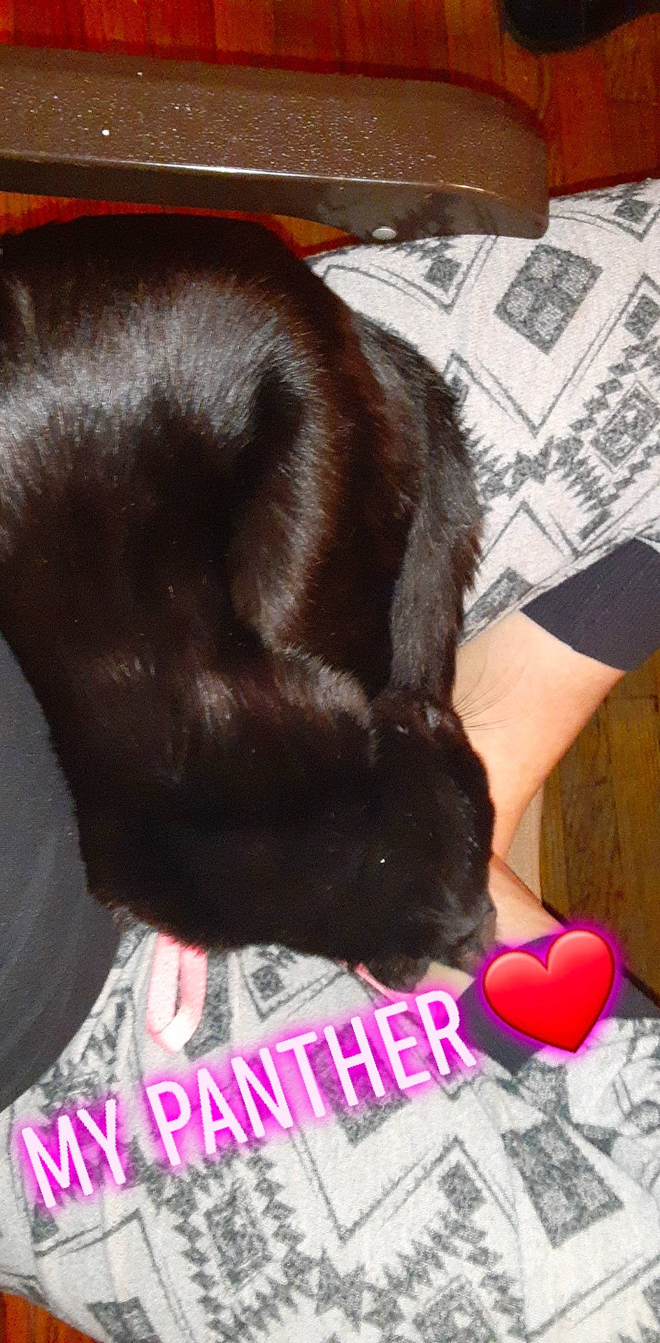 Socks joined the competition — help win amazing prizes! black_hair, canidae, carnivore, companion_dog, dog_breed, ear, flat_coated_retriever, fur, liver, photo_caption, sporting_group, tail