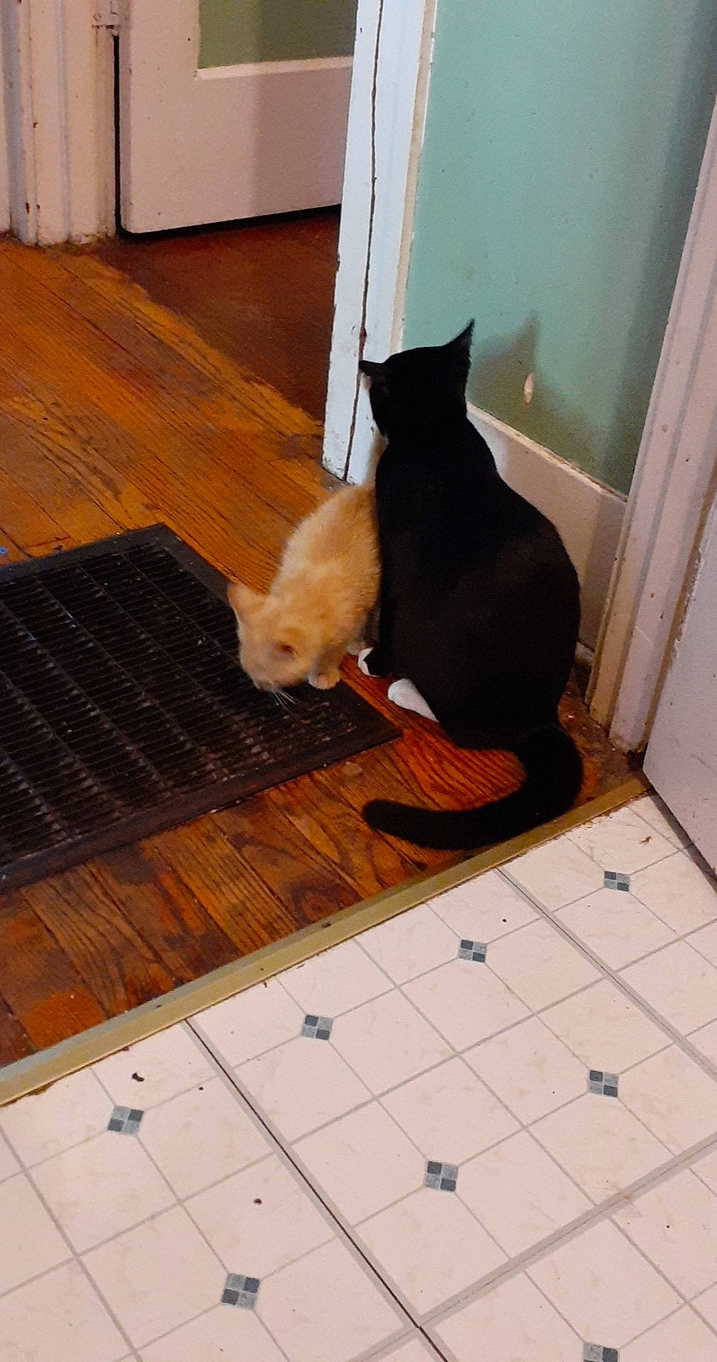 Socks joined the competition — help win amazing prizes! black_cat, carnivore, cat, domestic_short_haired_cat, fawn, felidae, floor, flooring, hardwood, laminate_flooring, room, small_to_medium_sized_cats, tail, tile, whiskers, wood