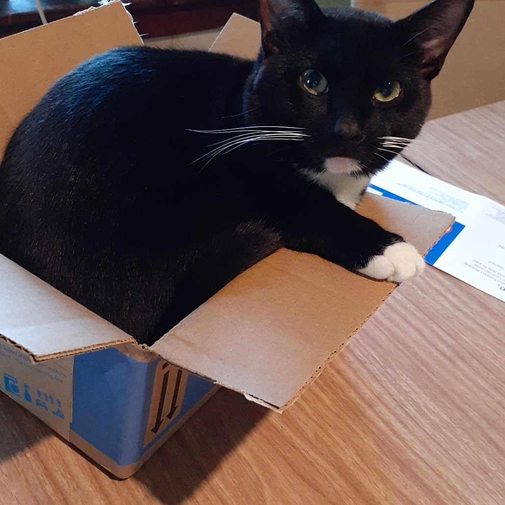 Socks is registered to the contest to win money with this photo: asian, black, black_cat, bombay, box, burmese, cardboard, carnivore, cat, domestic_short_haired_cat, felidae, floor, flooring, hardwood, kitten, leg, small_to_medium_sized_cats, table, whiskers, wood