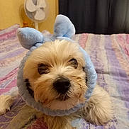 Elliot participe au concours pour gagner de l'argent avec cette photo : dog, pet, bed, blanket, blue, cute, bunny_ears, costume, indoor, fur, sleepy, animal, face, lying_down, whiskers, nose, ears, soft, cozy, home