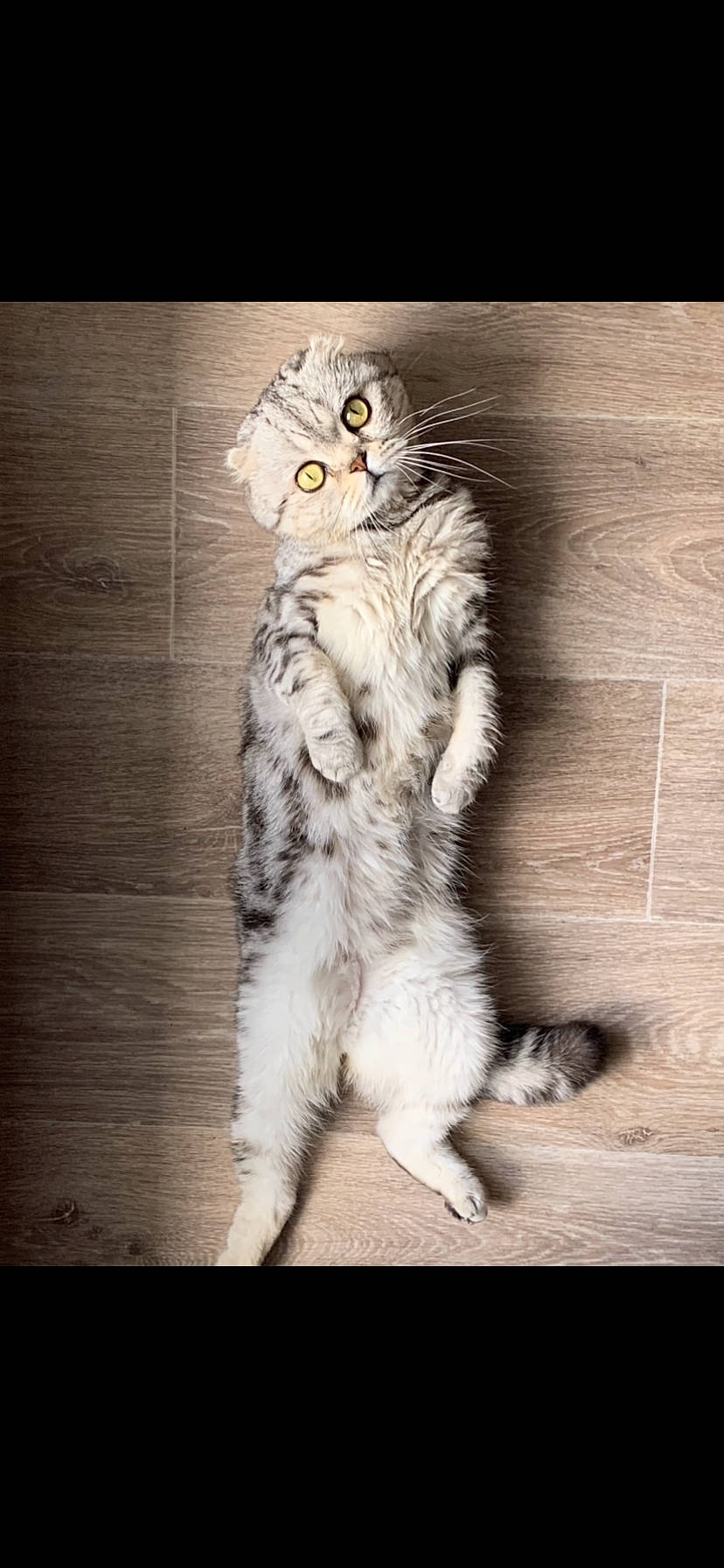 Nioki a rejoint le concours — aidez-le/la à gagner de superbes lots ! bird_of_prey, carnivore, cat, claw, domestic_short_haired_cat, fawn, felidae, foot, fur, hardwood, owl, paw, photo_caption, small_to_medium_sized_cats, snout, tail, terrestrial_animal, whiskers, wildlife, wood