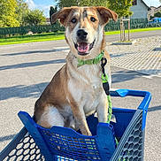 Voyou a rejoint le concours — aidez-le/la à gagner de superbes lots ! dog, shopping_cart, groceries, outdoor, sunny, tree, pavement, house, leash, collar, pet, animal, blue, green, smiling, daylight, happy, road, plastic, retail