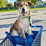 animal, blue, collar, daylight, dog, green, groceries, happy, house, leash, outdoor, pavement, pet, plastic, retail, road, shopping_cart, smiling, sunny, tree