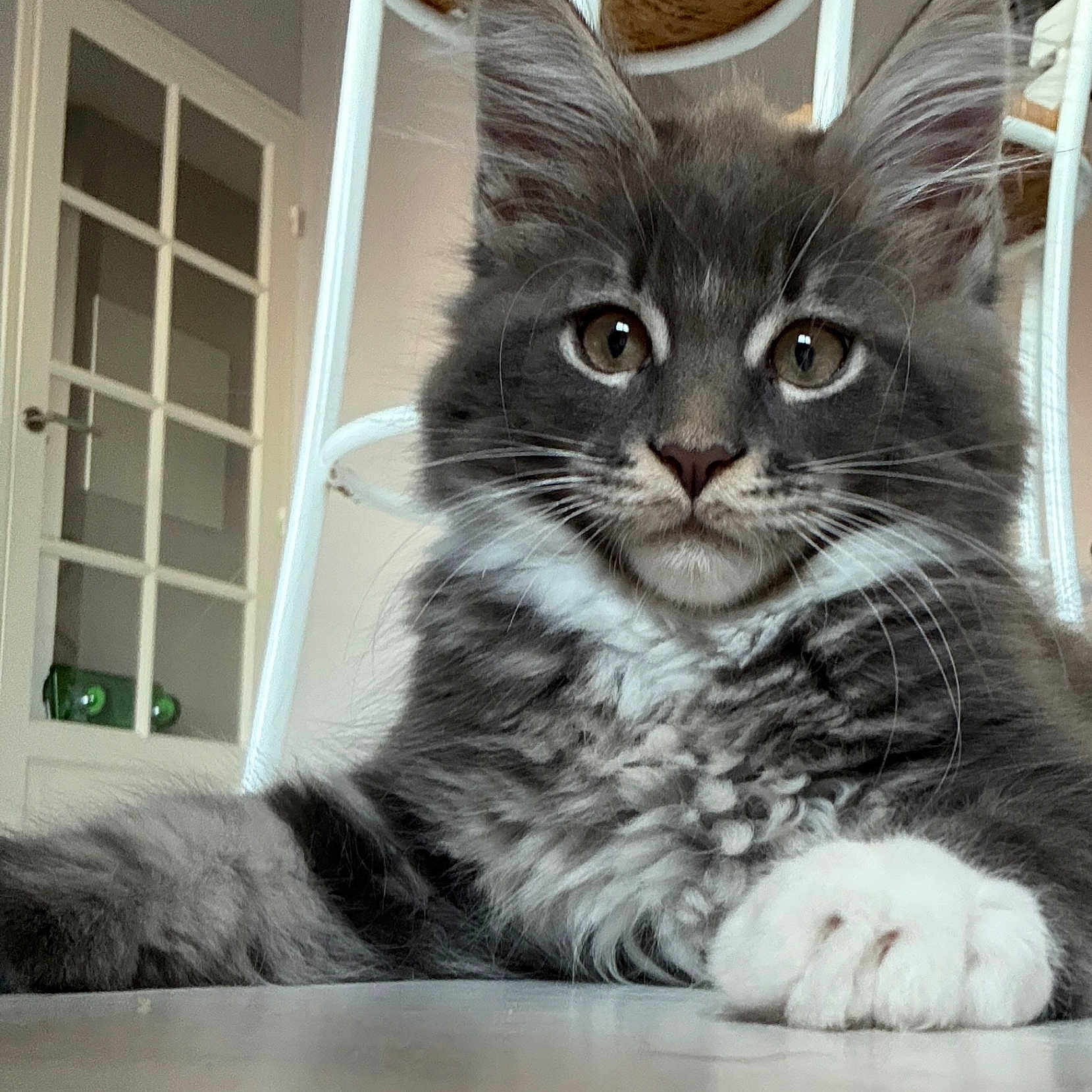 Ares participe au concours pour gagner de l'argent avec cette photo : animal, architecture, building, cat, chair, door, furniture, hardwood, house, housing, indoors, interiordesign, kitten, livingroom, manx, pet, porch, room, window, wood
