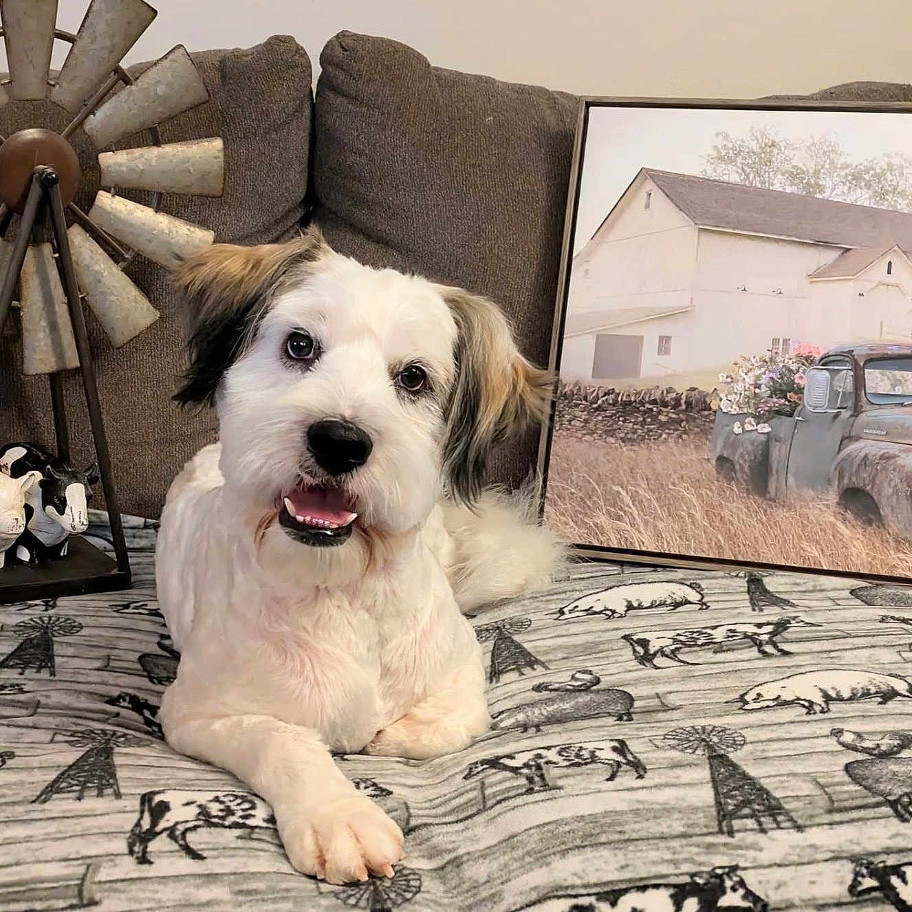 Jasper is registered to the contest to win money with this photo: animal, architecture, bird, building, canine, car, couch, cushion, dog, face, furniture, head, homedecor, outdoors, person, pet, photography, portrait, puppy, shelter