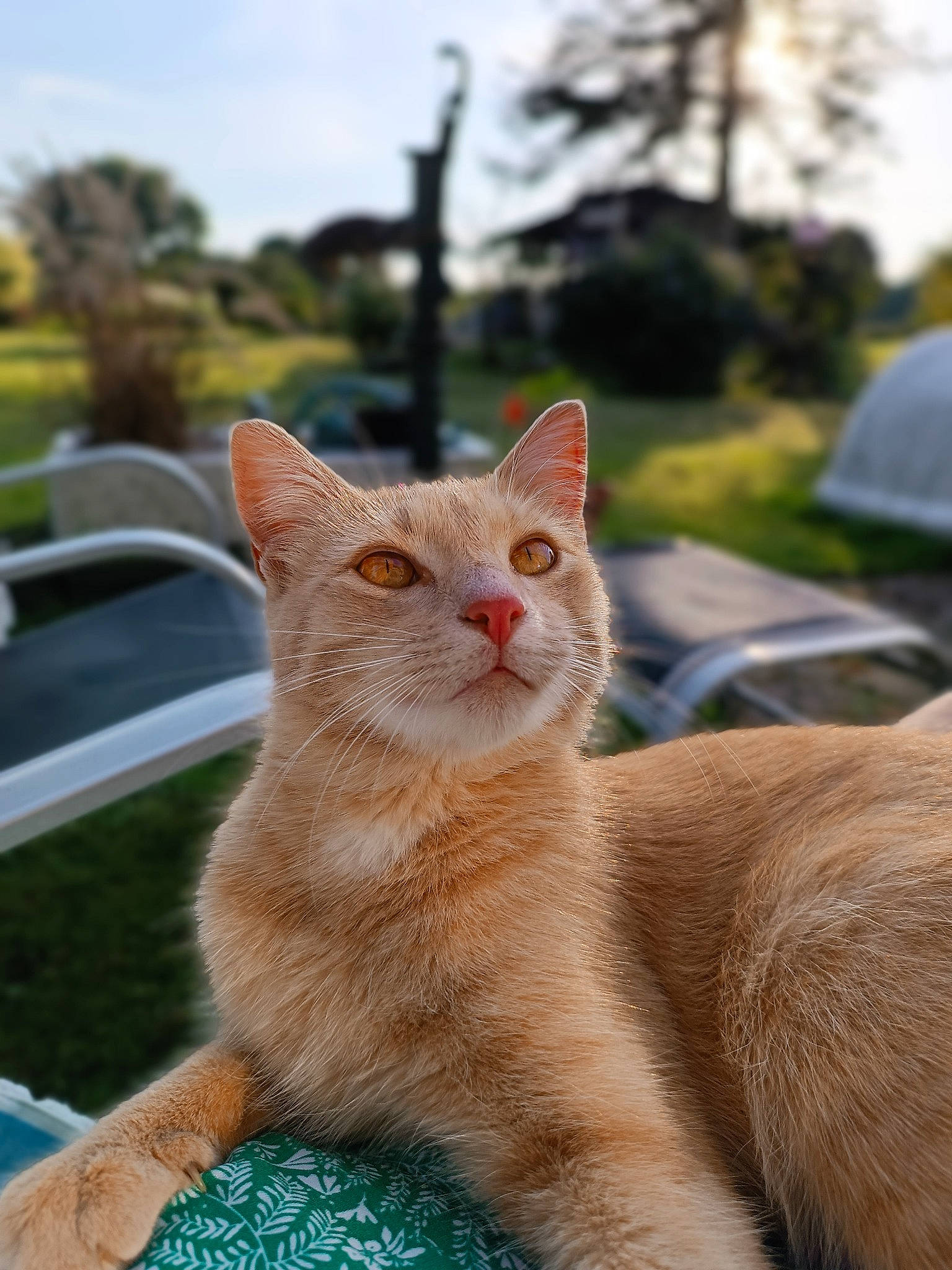 Tikka participe au concours pour gagner de l'argent avec cette photo : carnivore, cat, claw, domestic_short_haired_cat, fawn, felidae, fur, grass, peach, plant, sitting, sky, small_to_medium_sized_cats, snout, tail, terrestrial_animal, tree, whiskers, wildlife, wood