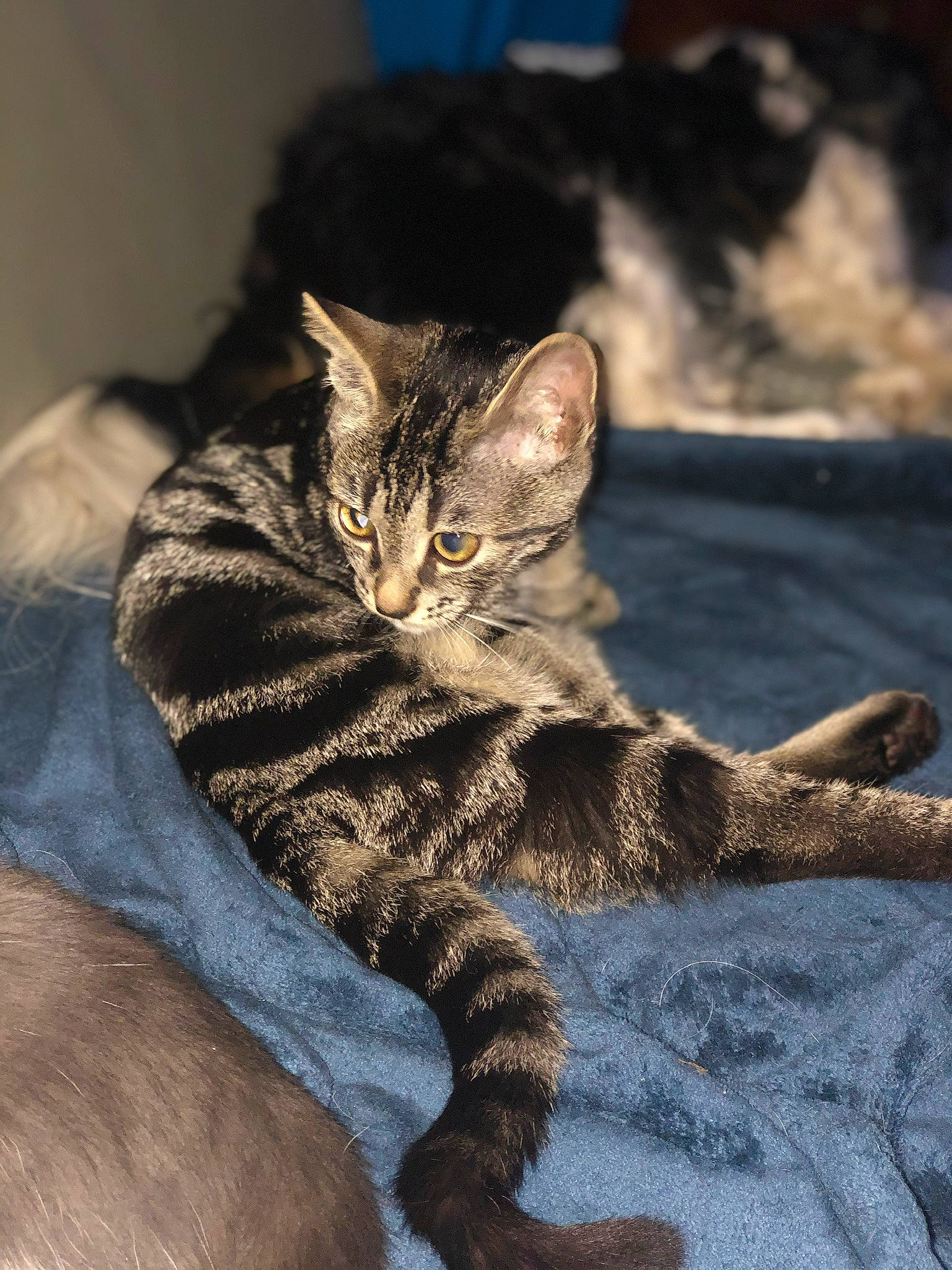 Echo participe au concours pour gagner de l'argent avec cette photo : asian, california_spangled, carnivore, cat, claw, domestic_short_haired_cat, dragon_li, european_shorthair, eye, felidae, fur, kitten, mammal, sitting, small_to_medium_sized_cats, sokoke, tabby_cat, toyger, whiskers, wild_cat