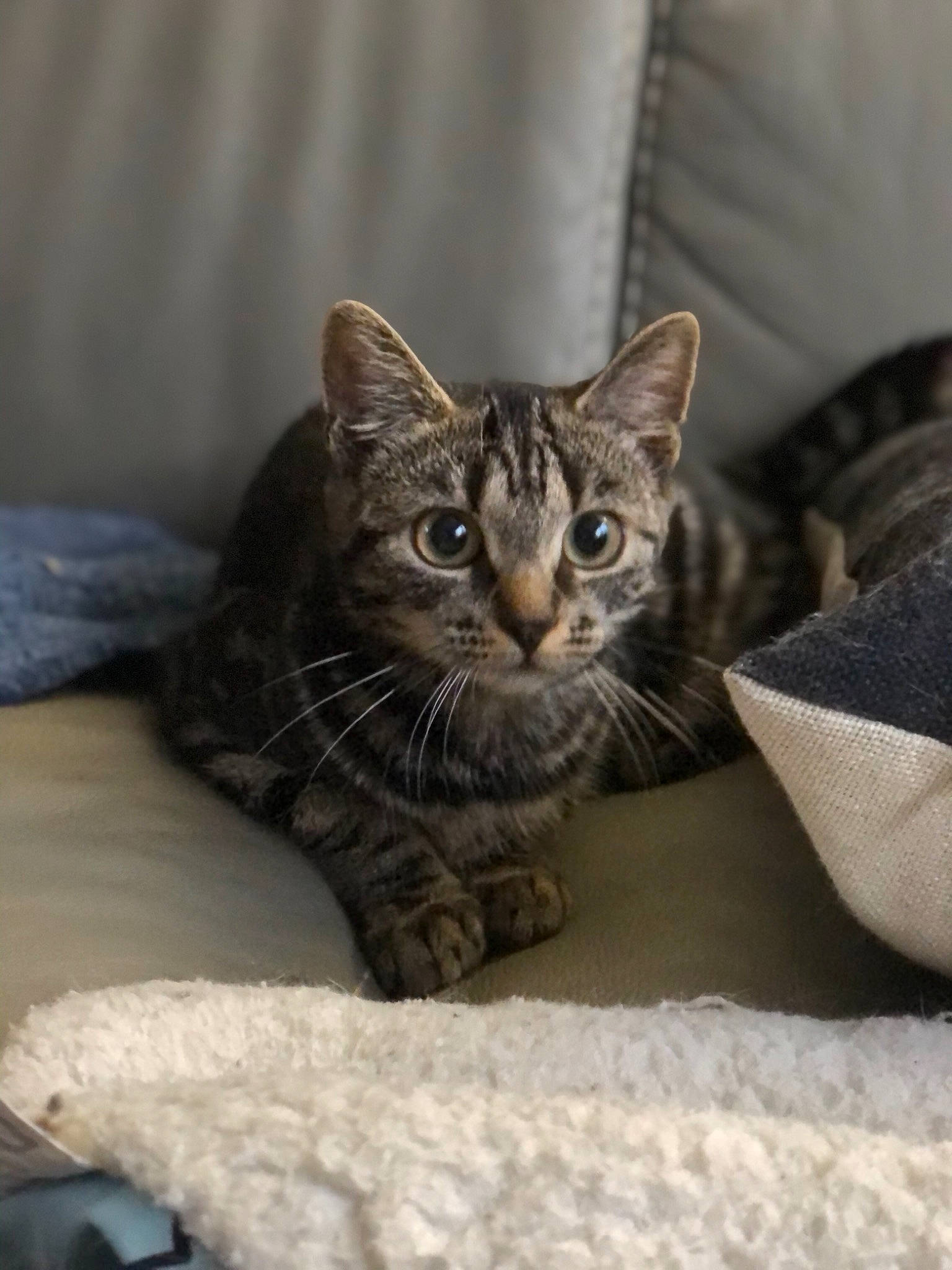 Echo a rejoint le concours — aidez-le/la à gagner de superbes lots ! american_shorthair, american_wirehair, asian, australian_mist, bengal, california_spangled, carnivore, cat, domestic_short_haired_cat, dragon_li, egyptian_mau, european_shorthair, felidae, kitten, mammal, pixie_bob, small_to_medium_sized_cats, tabby_cat, vertebrate, whiskers