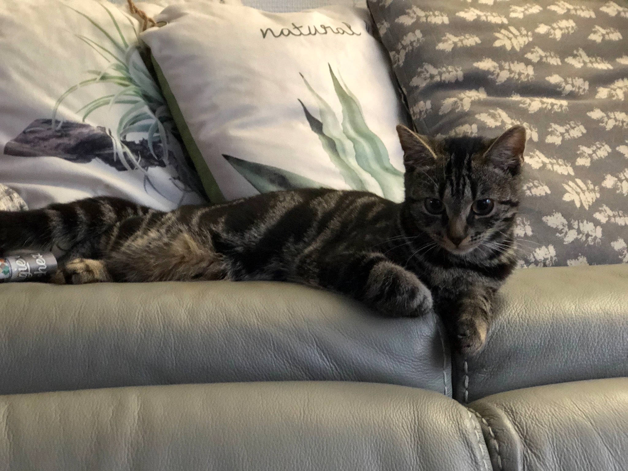 Echo participe au concours pour gagner de l'argent avec cette photo : american_shorthair, bed_sheet, bedding, carnivore, cat, comfort, couch, cushion, domestic_short_haired_cat, dragon_li, felidae, fur, furniture, kitten, nap, pillow, room, small_to_medium_sized_cats, tabby_cat, whiskers