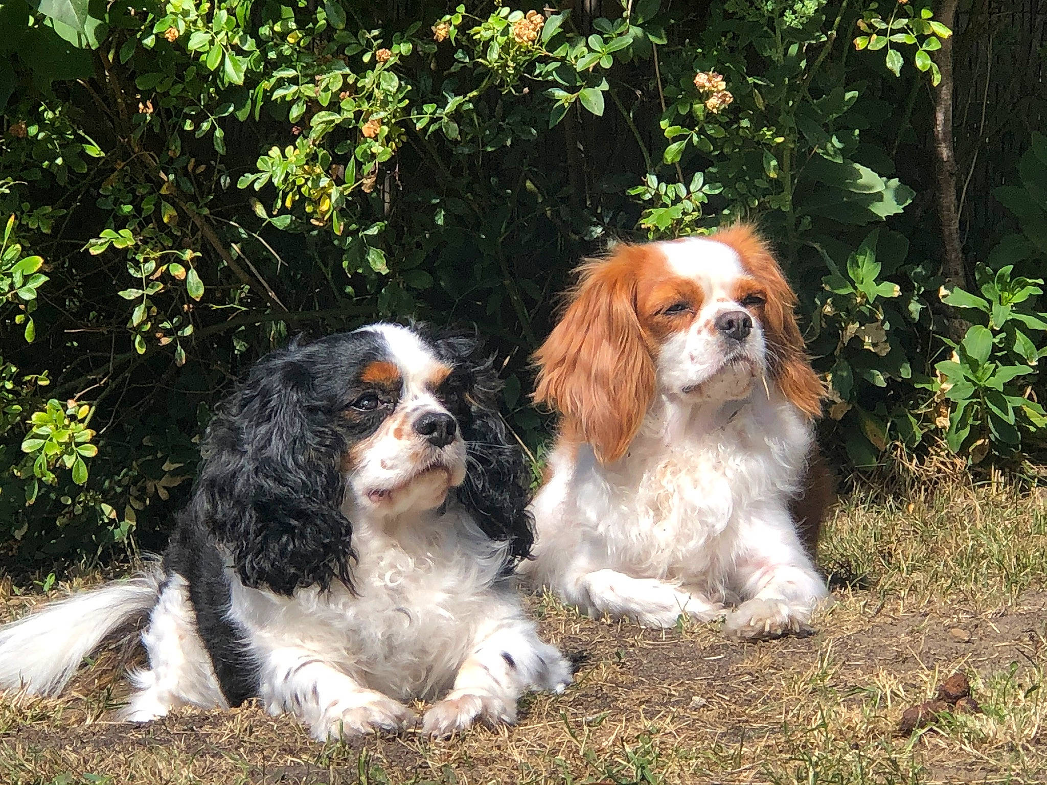 Moustique a rejoint le concours — aidez-le/la à gagner de superbes lots ! canidae, carnivore, cavalier, cavalier_king_charles_spaniel, cocker_spaniel, companion_dog, dog, dog_breed, english_cocker_spaniel, french_spaniel, grass, king_charles_spaniel, mammal, phalene, rare_breed_dog, russian_spaniel, spaniel, sporting_group, toy_dog, vertebrate