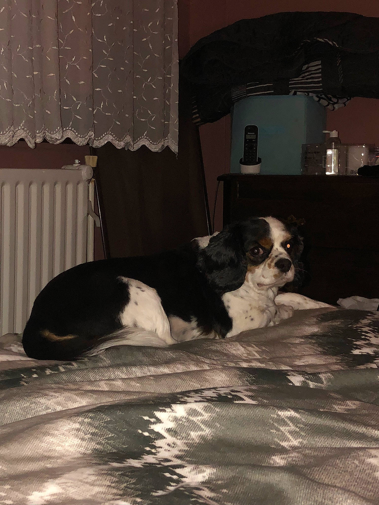 Moustique participe au concours pour gagner de l'argent avec cette photo : canidae, carnivore, cavalier_king_charles_spaniel, companion_dog, dog, dog_breed, king_charles_spaniel, snout, spaniel, sporting_group, toy_dog