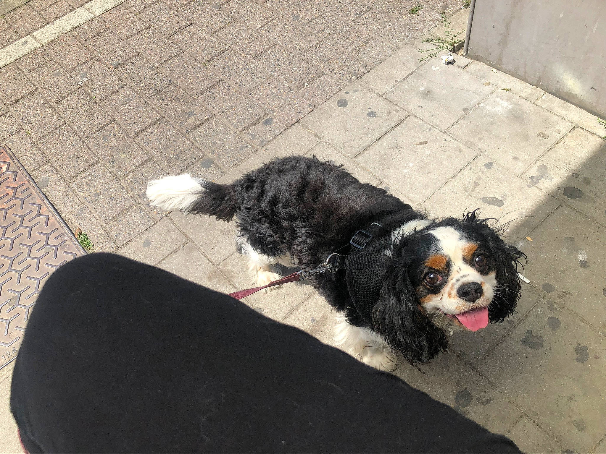 Moustique a rejoint le concours — aidez-le/la à gagner de superbes lots ! bernese_mountain_dog, canidae, carnivore, cavalier_king_charles_spaniel, companion_dog, dog, dog_breed, king_charles_spaniel, mammal, puppy, snout, sporting_group, toy_dog