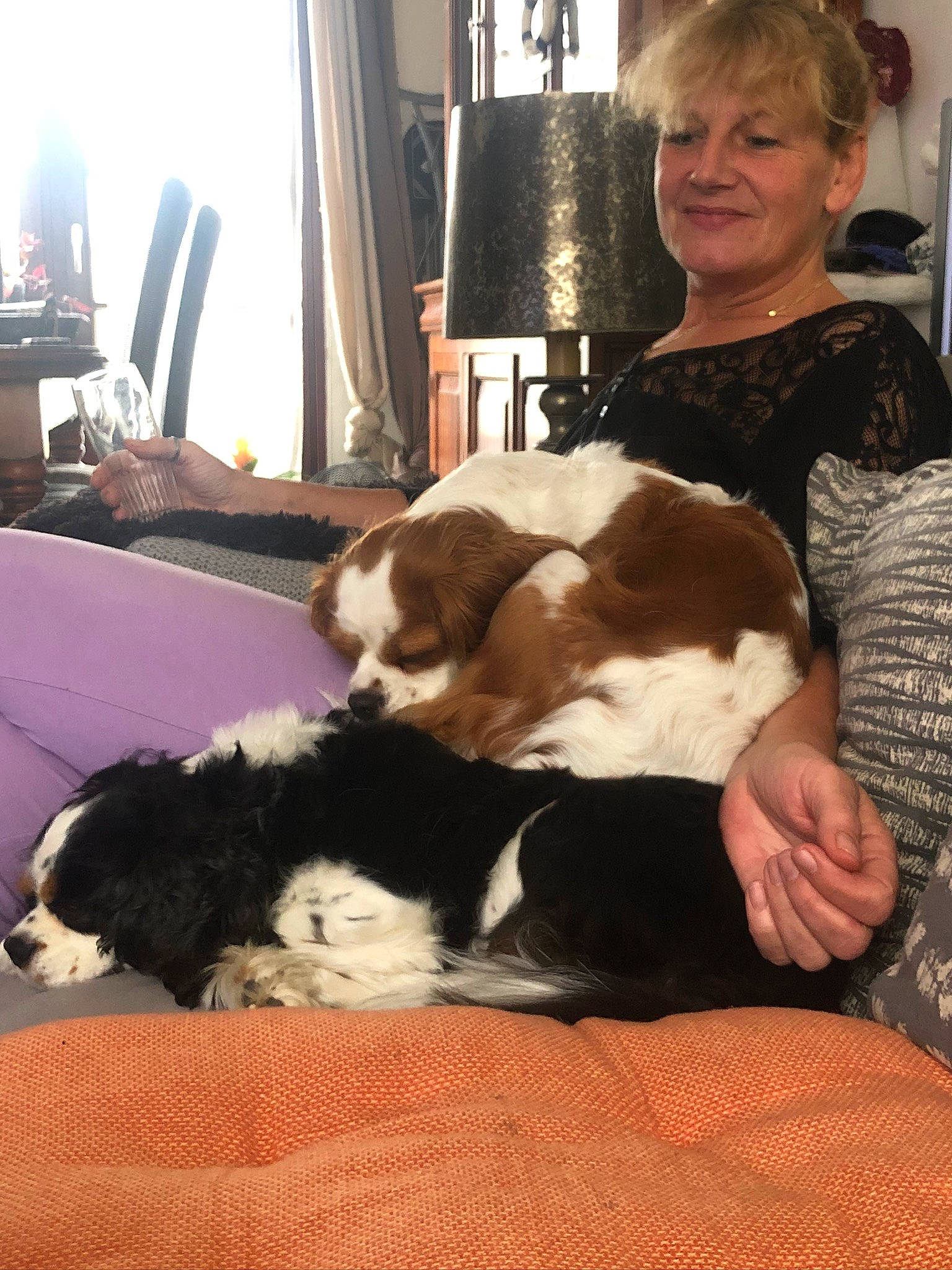 Moustique participe au concours pour gagner de l'argent avec cette photo : canidae, carnivore, companion_dog, dog, dog_breed, ear, english_springer_spaniel, fur, mammal, sporting_group